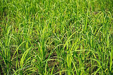 《风来之国》，“双主角”游戏中的感伤与牵绊